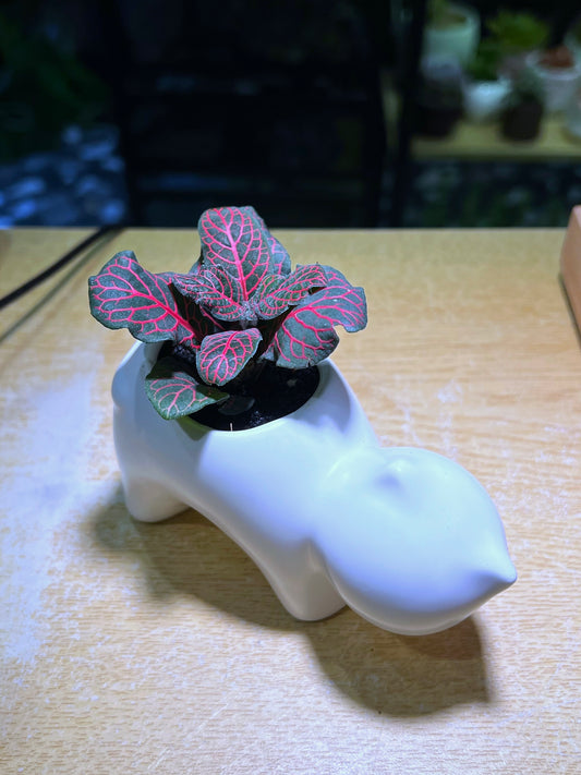 Fittonia in White Fat Cat Pot