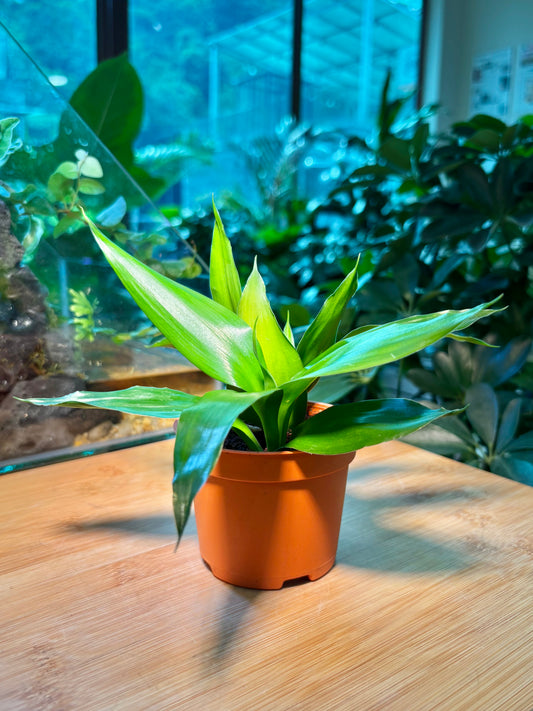 Callisia Fragrans in Plastic Pot