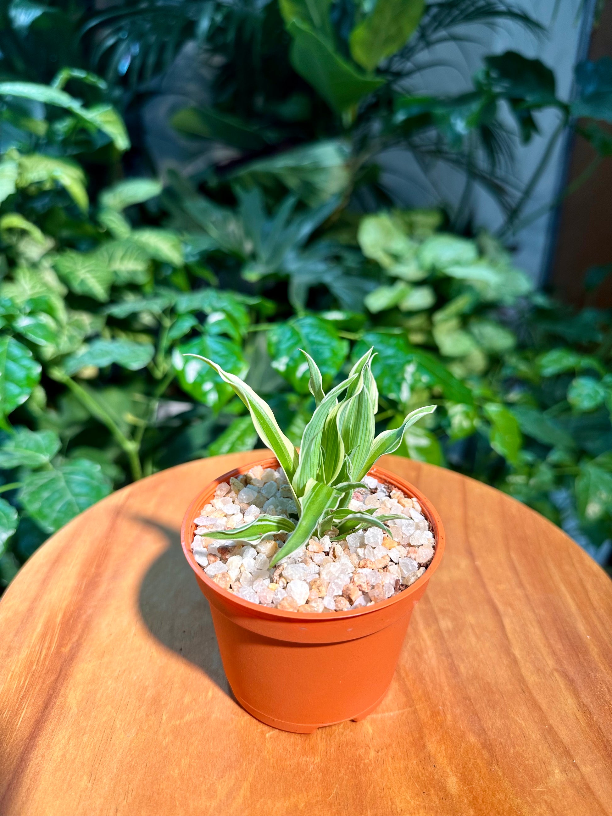 plastic spider plant Chlorophytum comosum in Plastic Pot (aka Spider Plant)