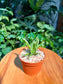 Chlorophytum comosum in Plastic Pot (aka Spider Plant)