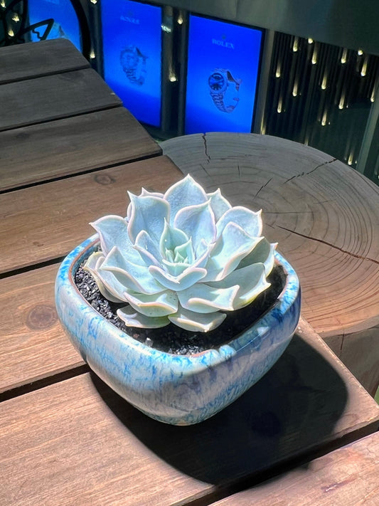 Echeveria in Ocean Blue Sqaure Ceramic Pot