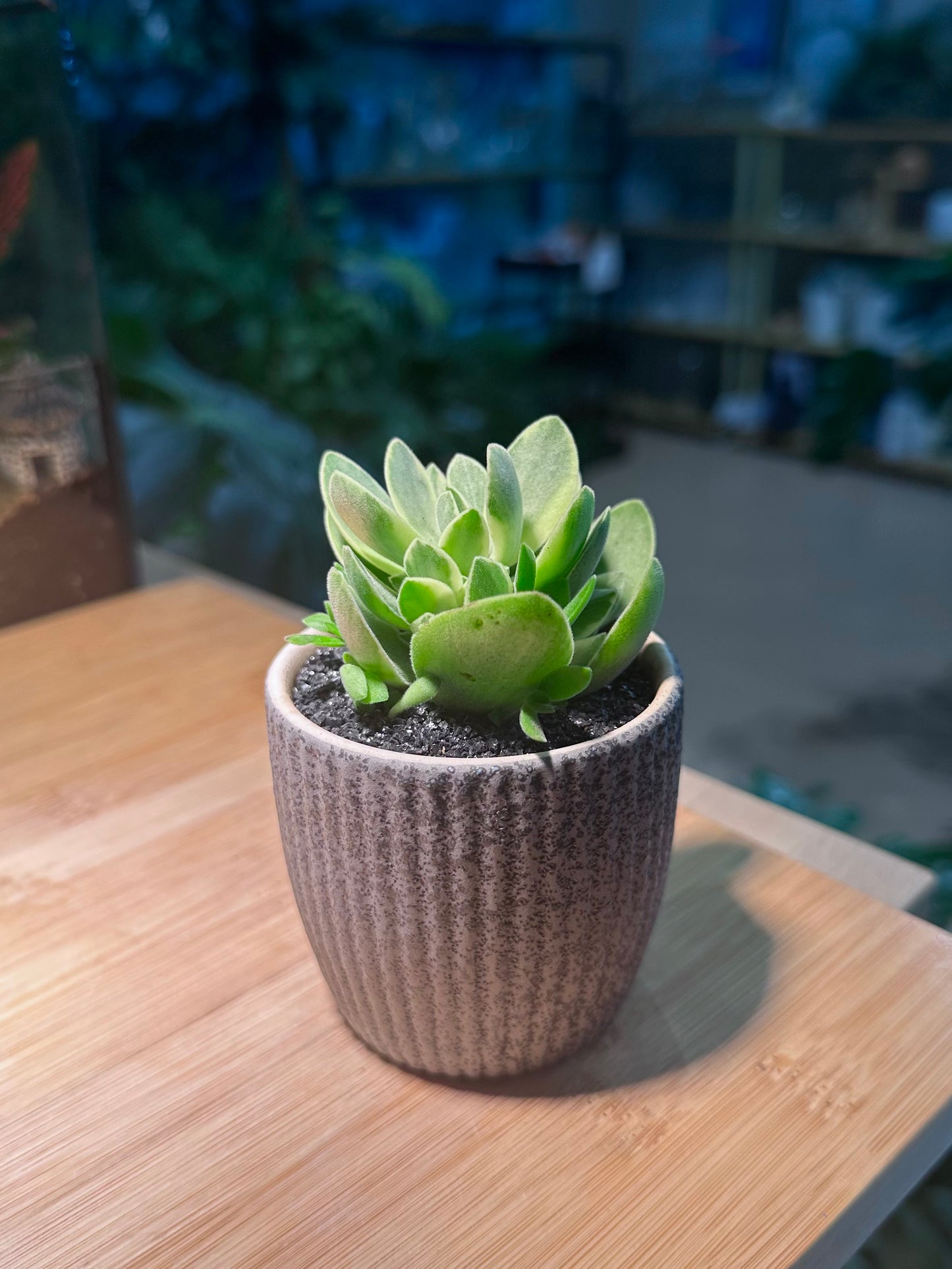 Crassula Argyrophylla in Matt Black Ceramic Pot