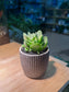 Crassula Argyrophylla in Matt Black Ceramic Pot