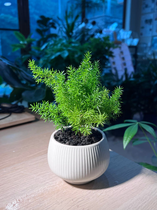 Foxtail Fern (Asparagus Densiflorus 'Myersii') in Round Bowl Ceramic Pot