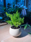 Foxtail Fern (Asparagus Densiflorus 'Myersii') in Round Bowl Ceramic Pot