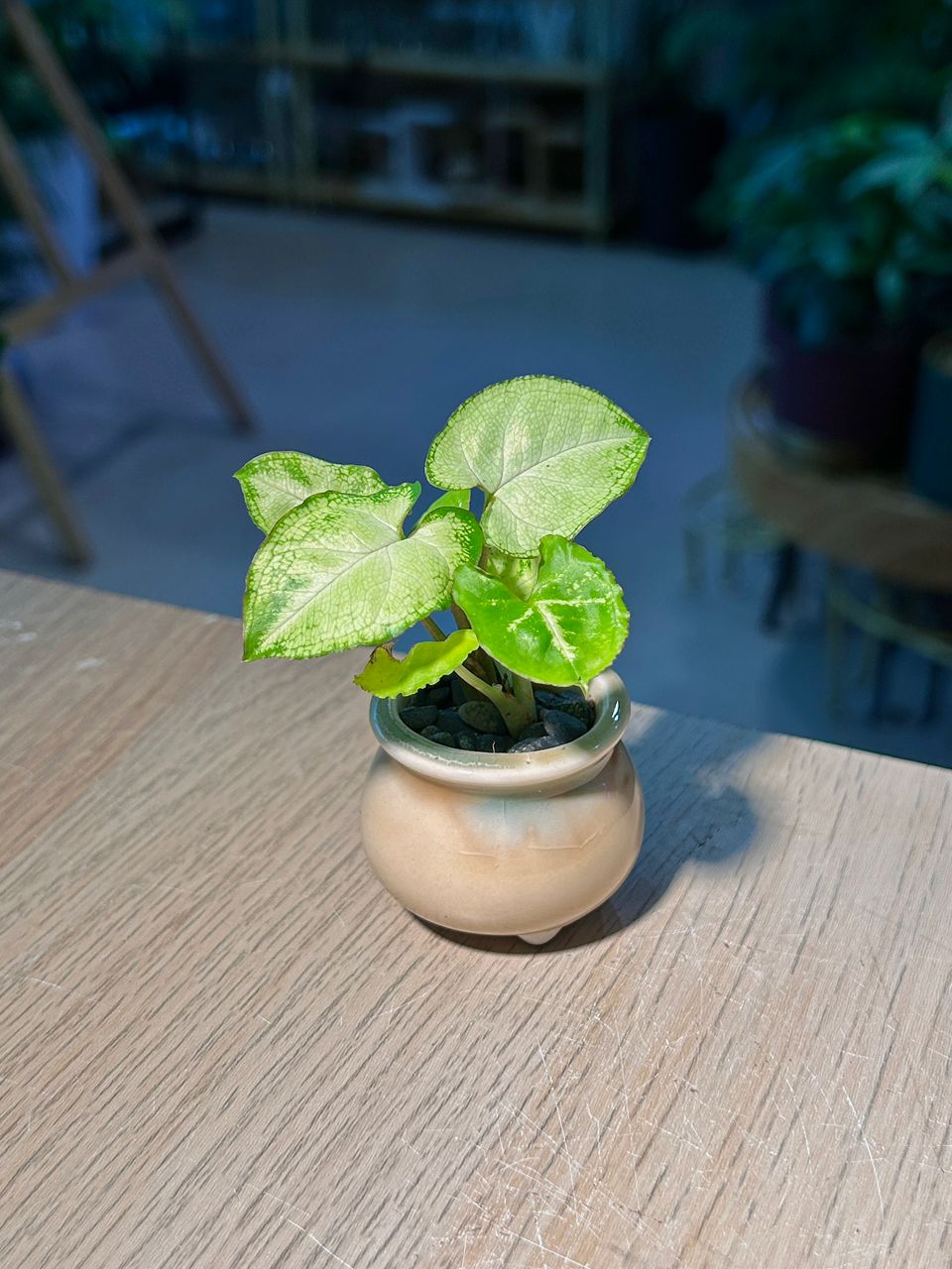 Arrowhead Plant (合果芋) Syngonium Podophyllum in Textured Glazed Ceramic Pot
