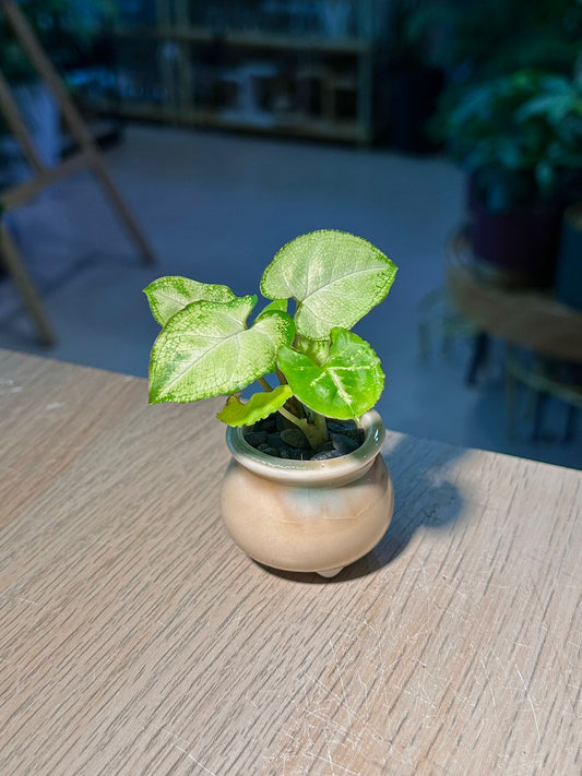 Arrowhead Plant (εζθ) Syngonium Podophyllum in Textured Glazed Ceramic Pot