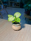 Arrowhead Plant (合果芋) Syngonium Podophyllum in Textured Glazed Ceramic Pot