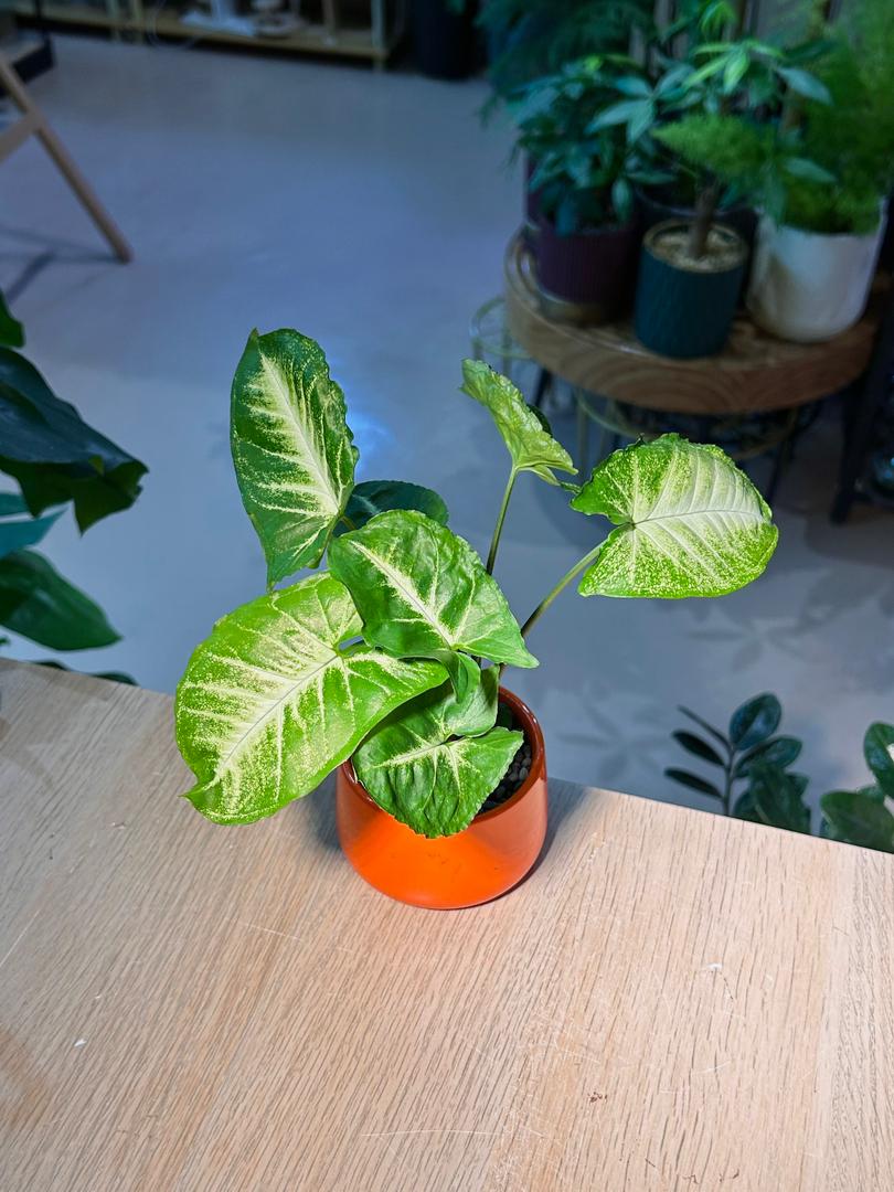 Arrowhead Plant (合果芋) Syngonium Podophyllum in Orange Glazed Ceramic Pot