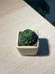 Rosularia Platyphylla in Matt Textured Claypot