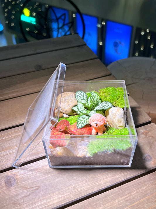 Indoor Plant Arrangement in Arcylic Terrarium