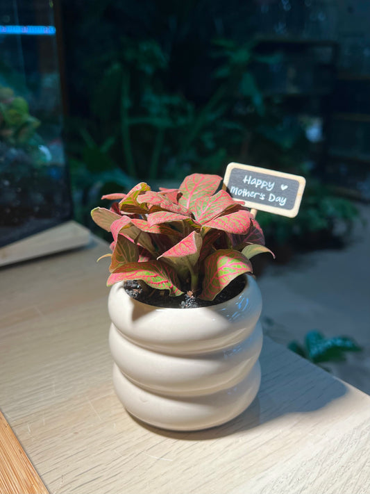 Mother’s Day Gift - Fittonia in Trilayer Ceramic Pot