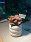 Mother’s Day Gift - Fittonia in Trilayer Ceramic Pot