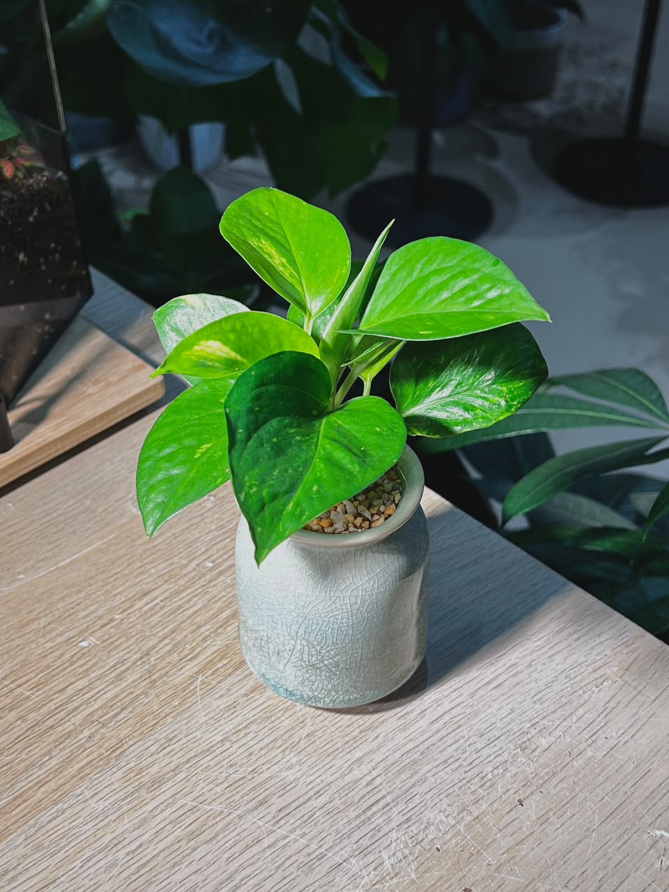 Golden Pothos (黄金葛) Epipremnum Aureum in Green Crackle Glazed Ceramic Pot