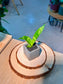 Snake Plant (虎尾兰) Dracaena Trifasciata in Square Textured Matte Ceramic Pot