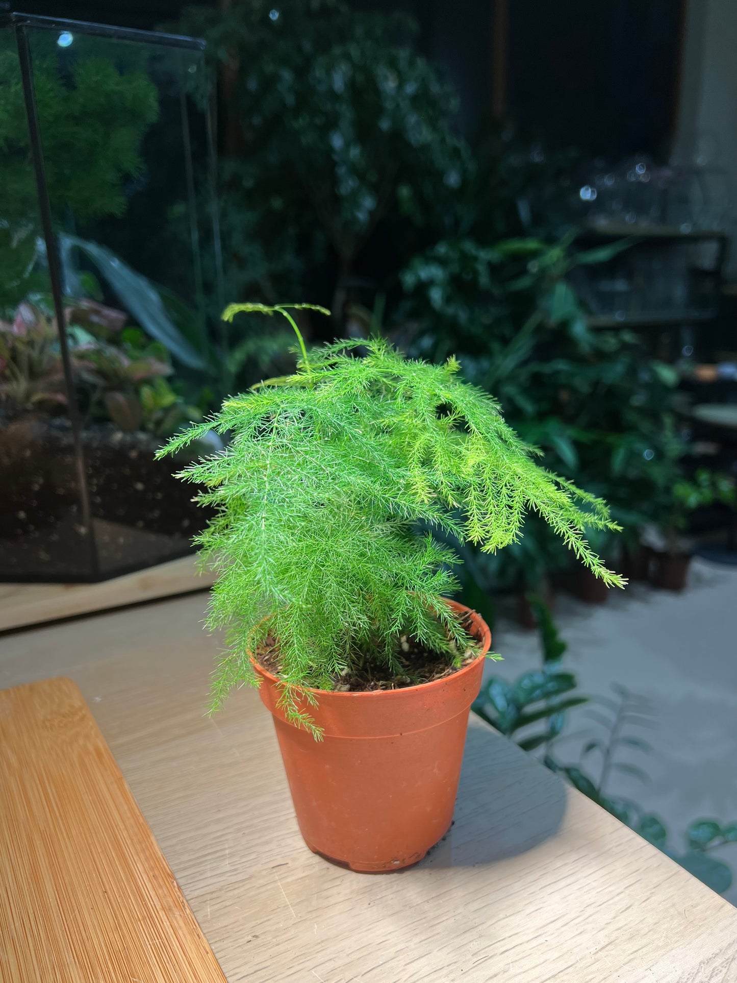 Plastic Pot - Asparagus Fern
