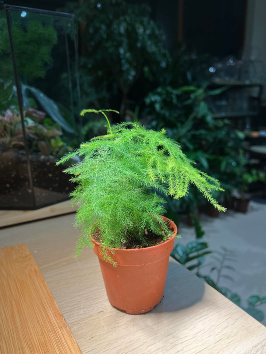 Plastic Pot - Asparagus Fern