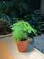 Plastic Pot - Asparagus Fern