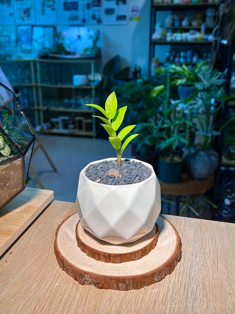 Baby Money Plant (金钱树) Zamioculcas Zamiifolia in Geometric Ceramic Pot