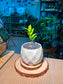 Baby Money Plant (金钱树) Zamioculcas Zamiifolia in Geometric Ceramic Pot