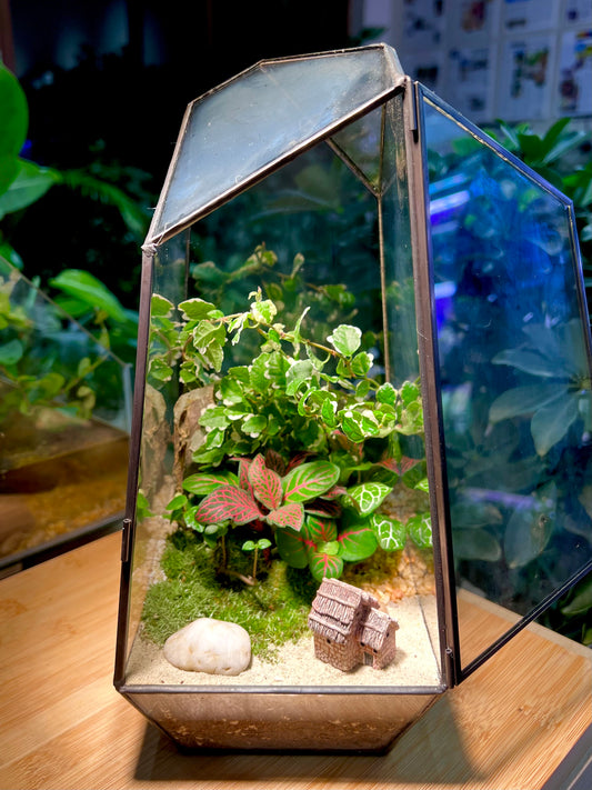 Fittonia and Ficus Pumila with Moss Arrangement in Black Polygonal Terrarium (M)