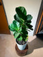 Fiddle Leaf Fig (琴叶榕) in White Round Ceramic Pot