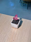 Baby Tradescantia Purple (淡色紫露草) in a White Matte Ceramic Pot