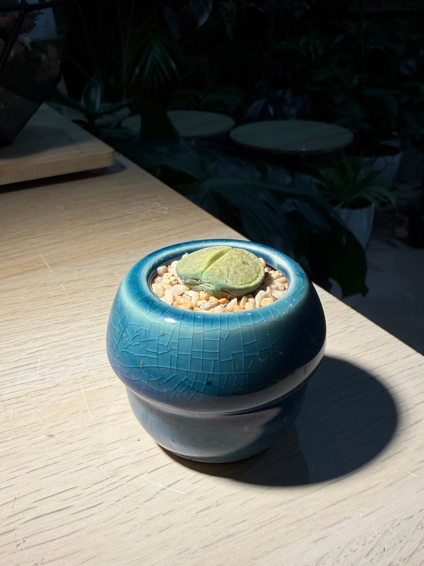 Lithop in Mushroom Pot