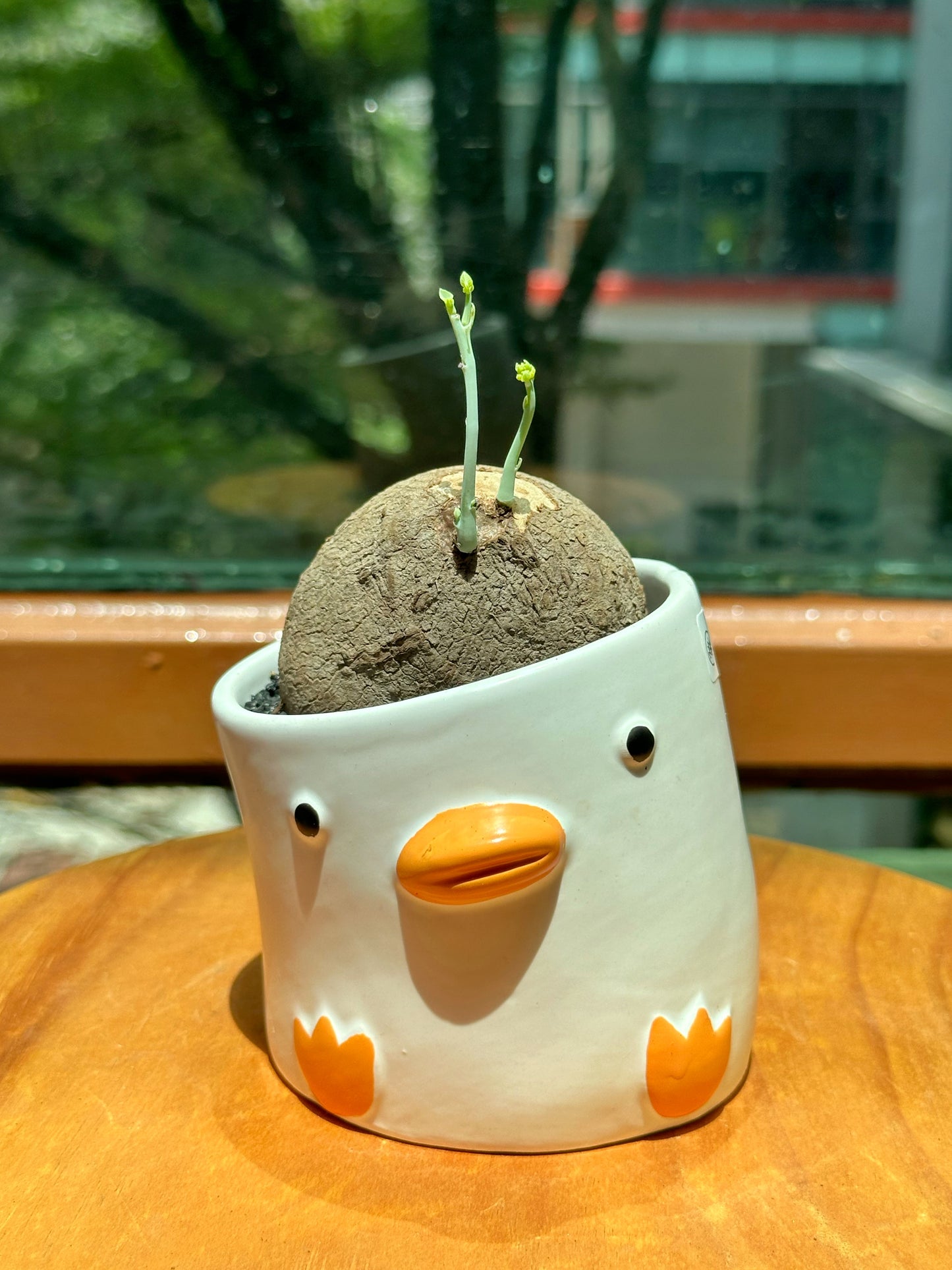 Stephania in Designer Duck Pot