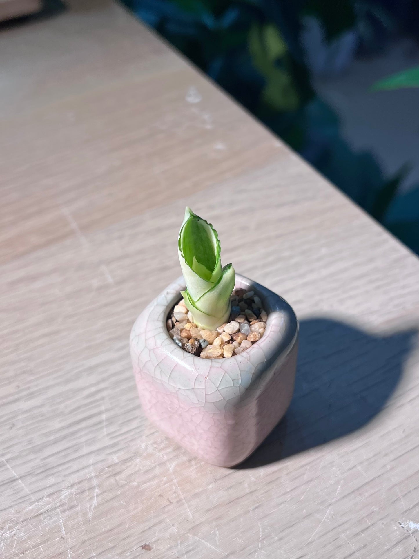 Snake Plant (虎尾兰) in Pinkish Ceramic Pot