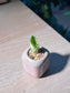 Snake Plant (虎尾兰) in Pinkish Ceramic Pot