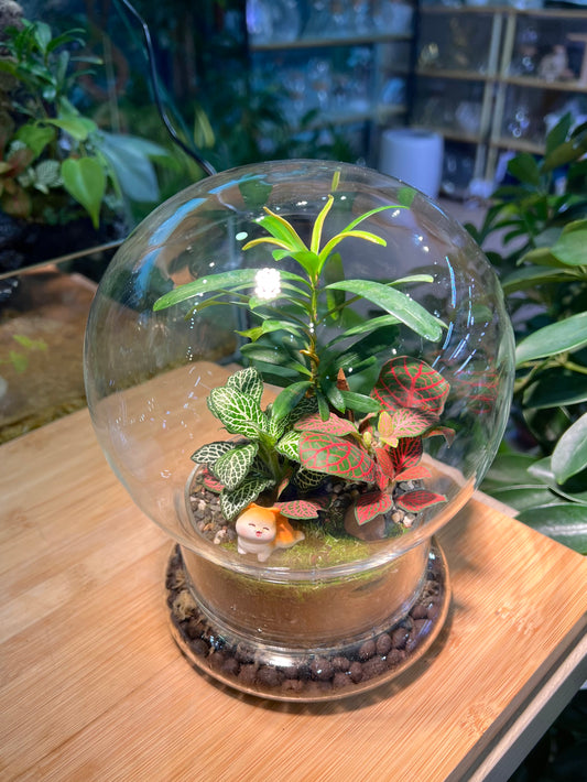 Fittonia and Podocarpus with Moss Arrangement in Clear Dome Glass Terrarium