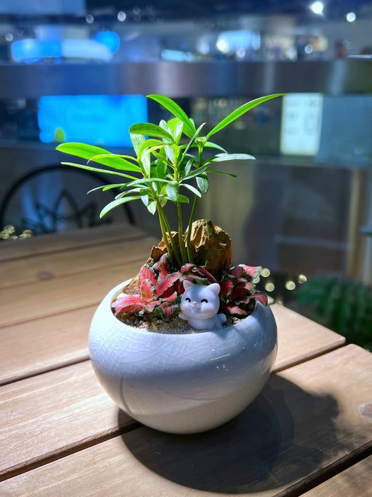 Podocarpus and Fittonia Arrangement in Light Blue Round Ceramic Pot