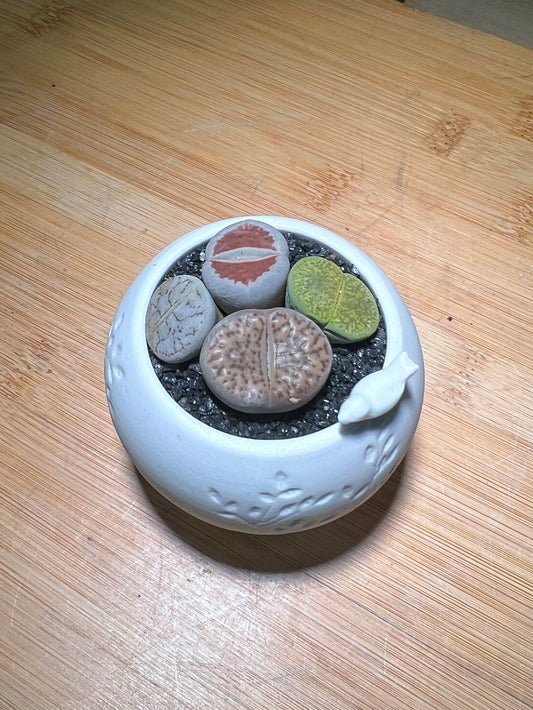 Lithops in Bird Flower Pot