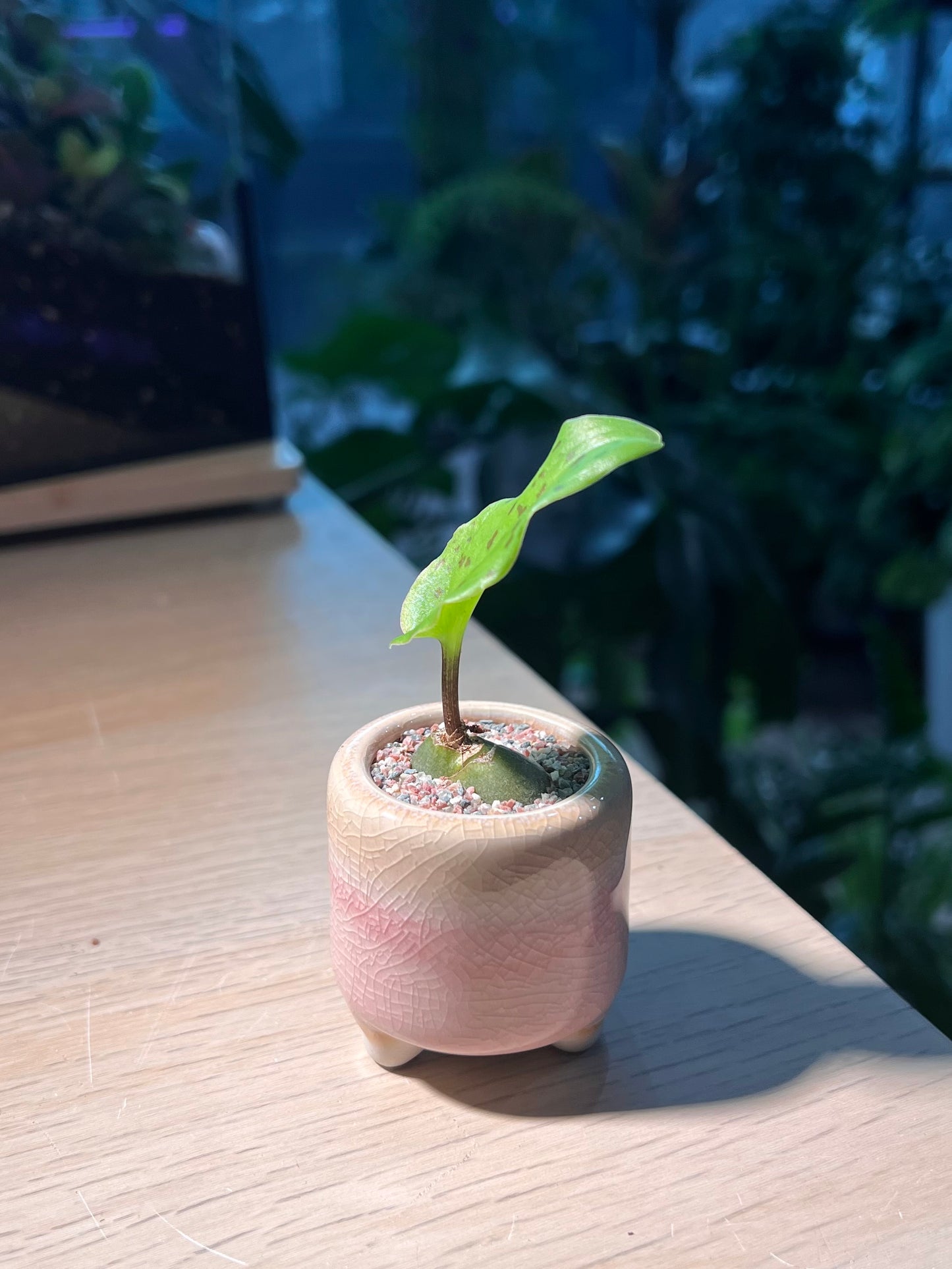 Drimiopsis Maculata in Round Pinkish Ceramic Pot
