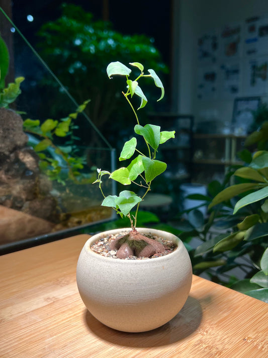 Dioscorea Hemicrypta in Matt Textured Greyish Pot
