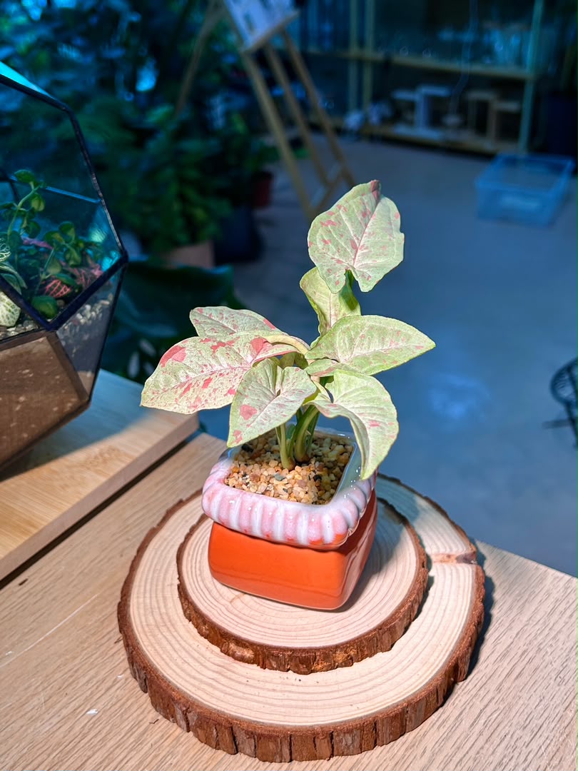 Pink Splash Arrowhead Plant (合果芋) Syngonium Podophyllum in Glazed Ceramic Pot