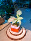 Pink Splash Arrowhead Plant (合果芋) Syngonium Podophyllum in Glazed Ceramic Pot