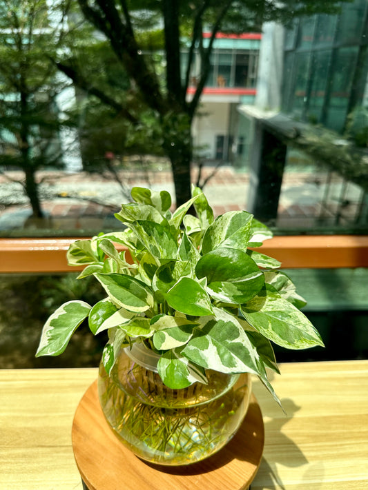 Pothos Njoy in Fishbowl Water Based Glass