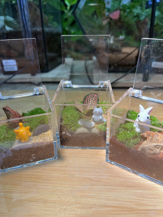 Moss with or without Fittonia in Arcylic Glass Terrarium (S)