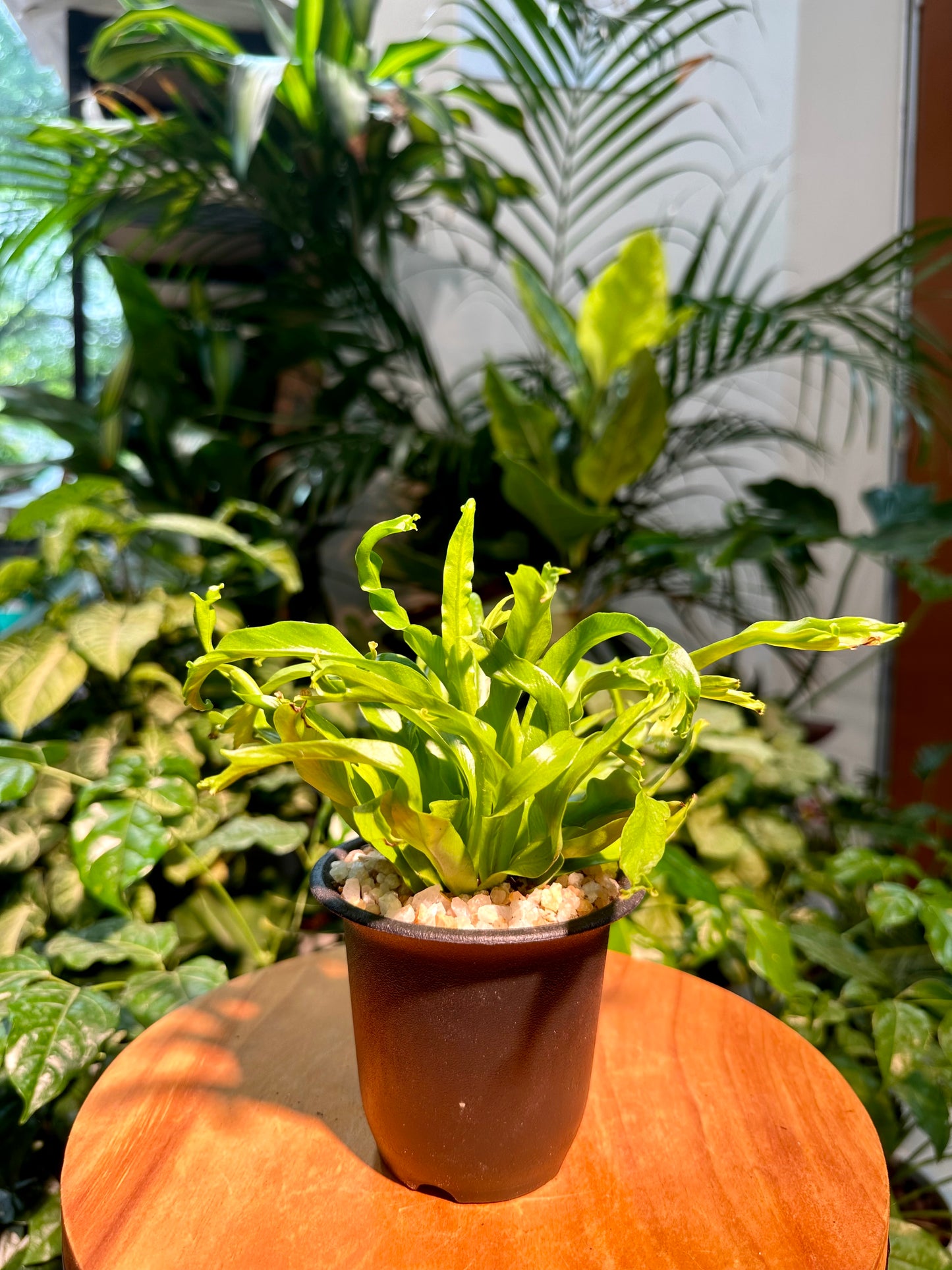 Asplenium Nidus Leslie in Black Plastic Pot