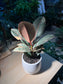 Rubber Plant (Ficus Elastica) in Plain White Ceramic Pot