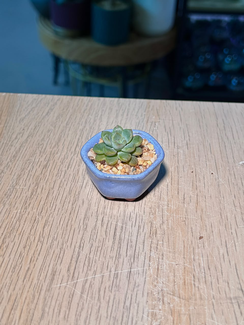 Baby Echeveria Succulents (拟石莲花) in a Glazed Ceramic Pot