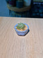 Baby Echeveria Succulents (拟石莲花) in a Glazed Ceramic Pot