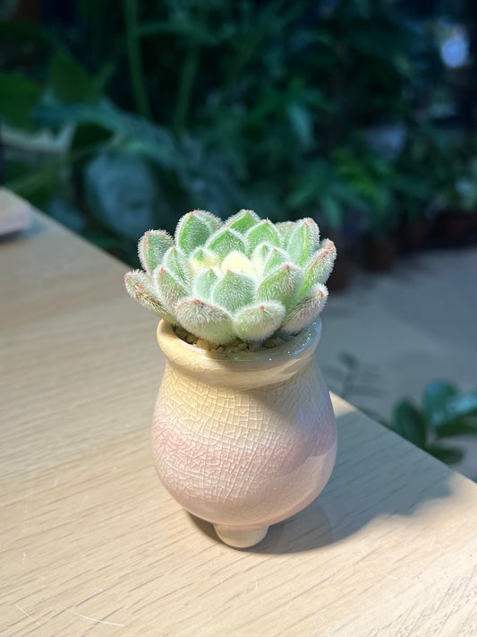 Echeveria 'Doris Taylor' in Ceramic Pot