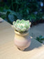 Echeveria 'Doris Taylor' in Ceramic Pot