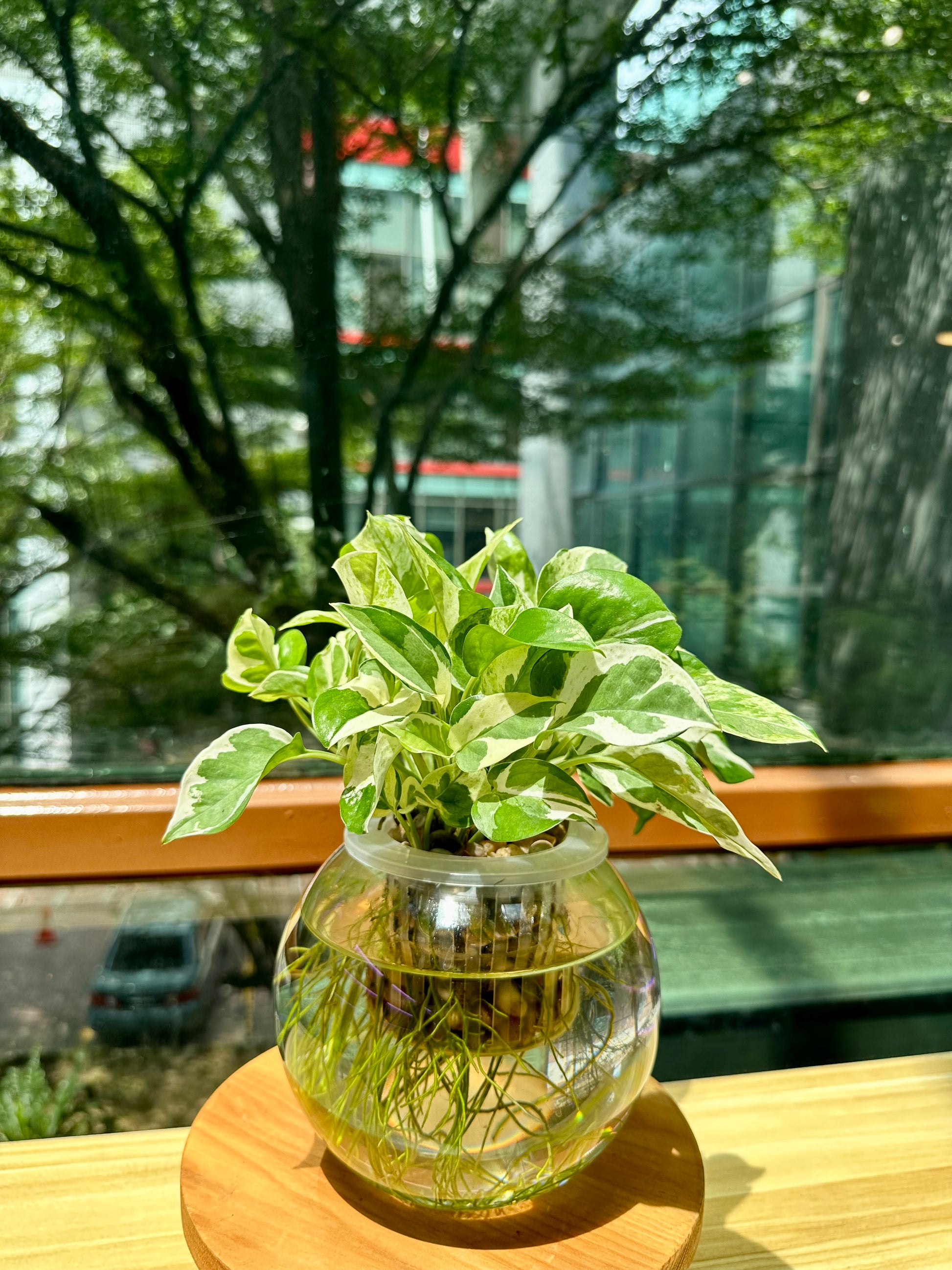 pothos in glass bottles Pothos Njoy in Fishbowl Water Based Glass