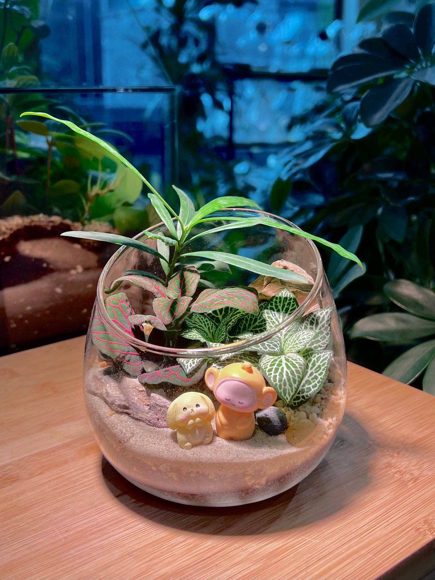 Fittonia with Podocarpus Arrangement in Slanted Glass