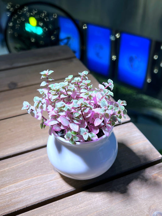 Callisia Pink Lady in White Belly Ceramic Pot