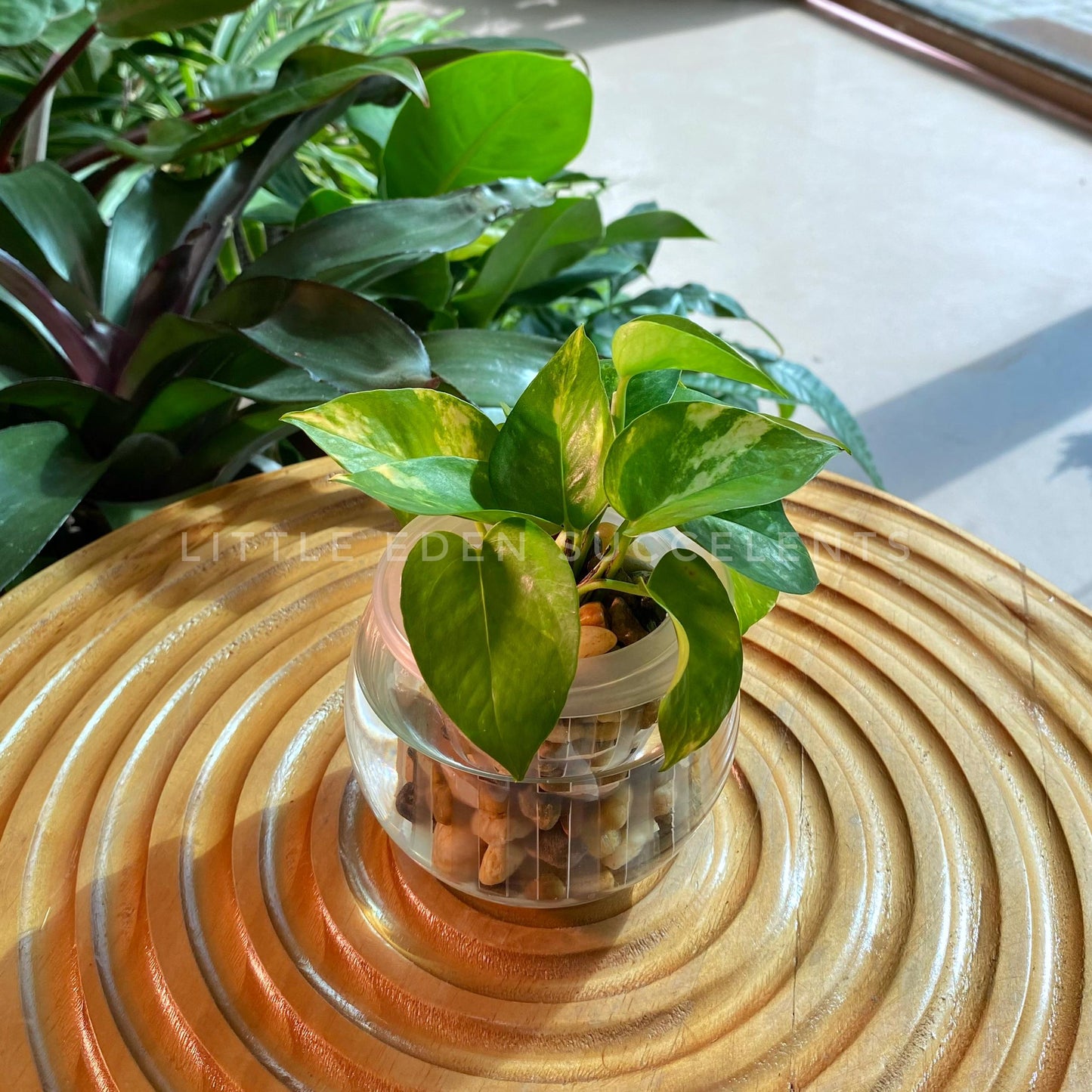 Pothos Njoy in Fishbowl Glass